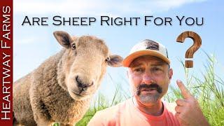 Have Sheep Worked For Us? | Katahdin Hair Sheep | Heartway Farms