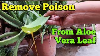 How to remove poison from Aloe vera leaf I Aloin liquid II