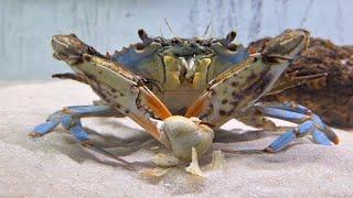 This is how CRABS eat SNAILS