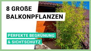 8 große Balkonpflanzen, die als Sichtschutz und zur Begrünung dienen