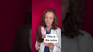 Vulva vs. vagina #shorts  |  Dr. Jennifer Lincoln