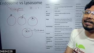 Difference between lysosomes and endosomes | Lysosomes vs endosomes