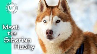 Meet the Siberian Husky