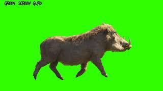 Green Screen Animation - Lion King  (COPYRIGHT FREE)#greenscreen #chromakey