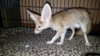 Scout the Fennec Fox Eating Dinner