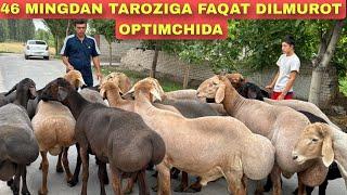 TAROZIGA 46 MINGDAN QO‘YIB BEREDIGON MARTI BORMI