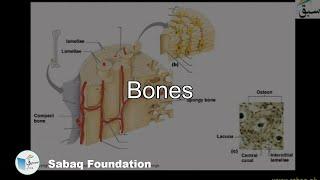 Bones, Biology Lecture | Sabaq.pk