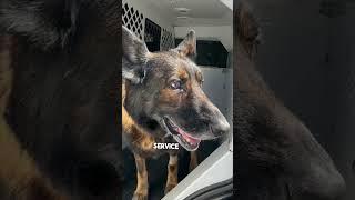 Police dog gets the call that he can retire ️