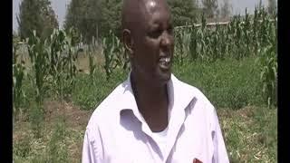Herders adopting farming Kajiado Christine Musa Mashinani package