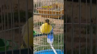 Puffed up Canary bird #foryou #fyp #canary #kenari #canario #shorts #youtubeshorts #viral #explore