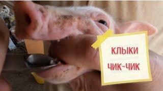 Клыки удаляем крупным планом  Двойной опорос без меня