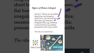 Anatomy Thorax 217 types of bones shape viva