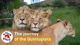 The Journey of the Quintuplets