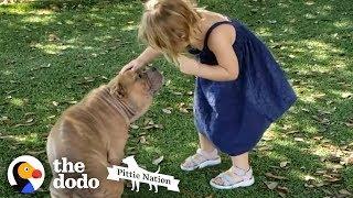 Sick Shelter Pit Bull Captures 2-Year-Old Girl's Heart | The Dodo Pittie Nation