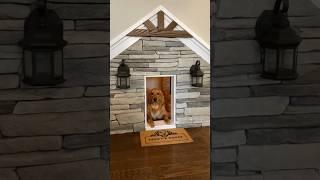 Is this the worlds best doghouse?! #dog #goldenretriever