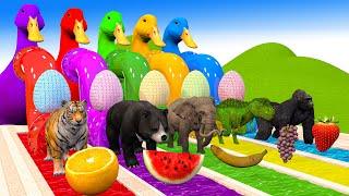 5 Giant Duck Cartoon, Paint & Animals Lion, Gorilla, Bear,Tiger , Cow Wild Animals Crossing Fountain