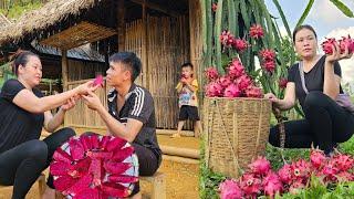 Harvest Ripe Red Dragon Fruit From The Field And Go To The market To Sell. Daily Life - Chau Thi Dac