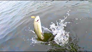 Wide Open SoCal Trout fishing in the SNOW [Silverwood Lake]