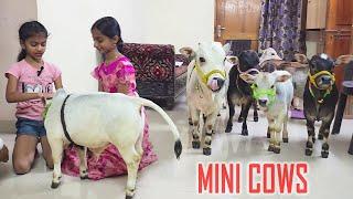 Adorable Mini Cows Visit Our House | They are the Cutest  | Nadipathy Goshala