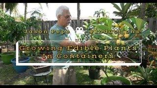 How to Grow Edible plants - Container Gardening and the dwarf Emperor Lychee -Litchi in full flower.