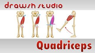 The Quadricep Muscles