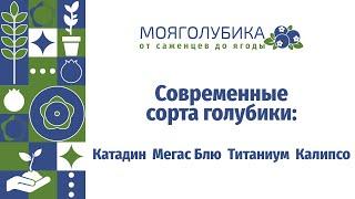 Современные сорта голубики: Катадин, Титаниум, Мегас Блю, Калипсо