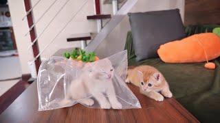 Two kittens who never give up.#kitten #子猫 #catlover #cats #catvideos #cutecat