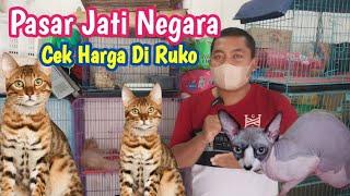 Harga Terbaru Kucing di Ruko pasar Jatinegara Bulan  November