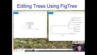 Editing phylogenetics trees in FigTree