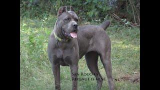 Our Blue Cane Corso is going to be protection trained soon