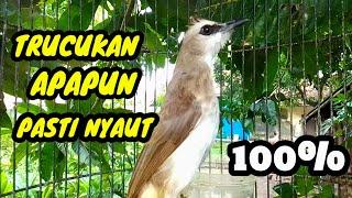 Suara burung trucukan gacor memanggil lawan pancingan trucukan betina memanggil jantan agar bunyi