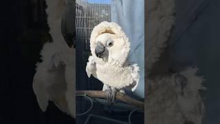 Rescued Naked Cockatoo Loves Her New Winter Hoodie #cockatoos #parrot #parrots #birds #rescued