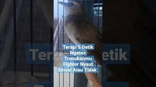 CEK FIGHTER/TARUNG!Terapi Pancingan Suara Trucukan Gacor Melatih Mental Emosi & Birahi