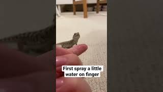 Tips on feeding baby bearded dragon water