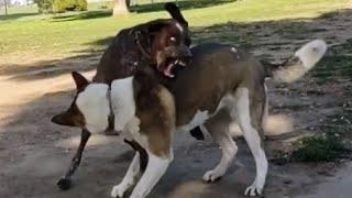 Four Pissed Off Dogs Fight At Dog Park