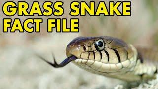 Grass Snake: Fact File (British Wildlife Facts)