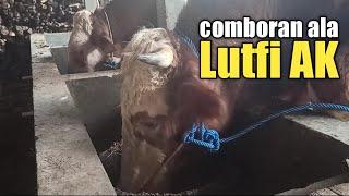 Mencombor sapi di kandang Lutfi AK