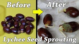 How to grow Lychee plant from seeds - how to grow lychee from seed
