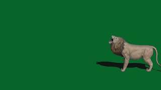 Green screen lion video 132