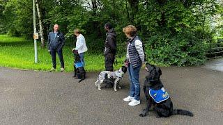 Angehende Assistenzhunde beim Training: Wie Hunde zum Helfen ausgebildet werden