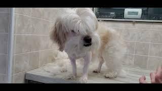 Difficult Doggie Groom- Heavily matted Lhasa Apso/Maltese dog breed