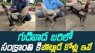 Sankranthi Pandem Kollu 2023 || సంక్రాంతి పందెం కోళ్లు || Jathi Kolla Pempakam Success Story ||