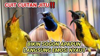 CUKUP 1 MENIT ‼ CUIT CUITAN JITU SOGON GACOR PENAIK EMOSI, SOGON TROTOL GACOR CEPAT NEMBAK