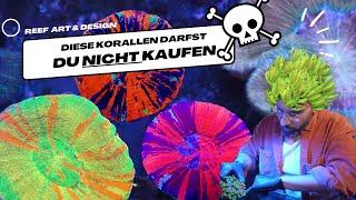 Diese Korallen darfst du (nicht) kaufen!!! Zu Besuch bei Reef Maniac/PH Aquaristik.