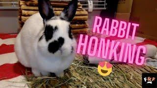 Cute rabbit honking and chewing, honking and chewing