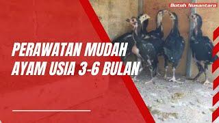 Wajib dilakukan !!!! Perawatan penting untuk ayam bangkok usia 3-6 bulan