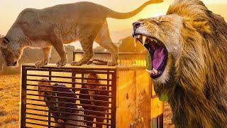 Incredible Human Cage Surrounded By Lions