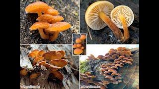 Pilze im Januar 2020 |  Samtfußrübling, Winterrübling, Flammulina velutipes | Winterpilze