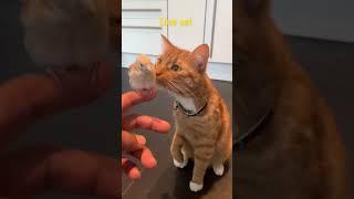 A cat eats bird