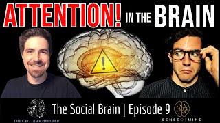 FOCUS! The Neuroscience of Attention and Strategies for Improving It (The Social Brain Ep 9)